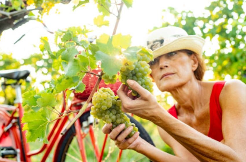 Mulher madura examinando grupo de uvas.