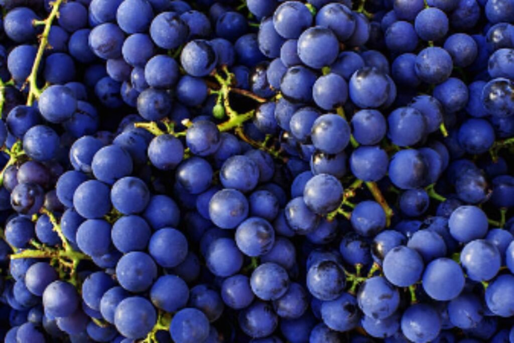 Uva para vinho fino Cabernet Sauvignon