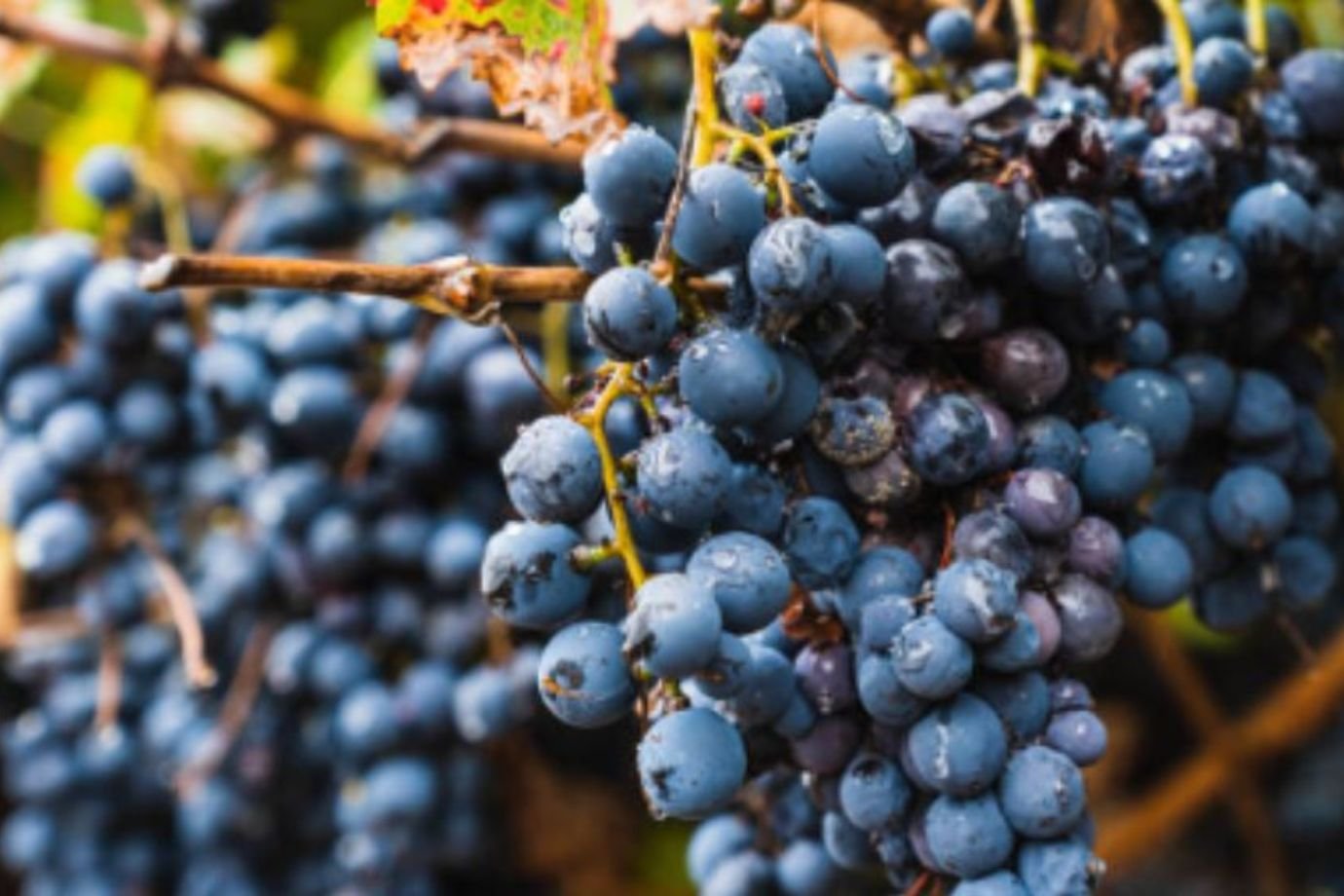 Uva Malbec, A Joia Negra dos Vinhos!
